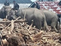 Belalai Penolong di Tengah Reruntuhan: Bantuan Gajah di Aceh Picu Polemik
