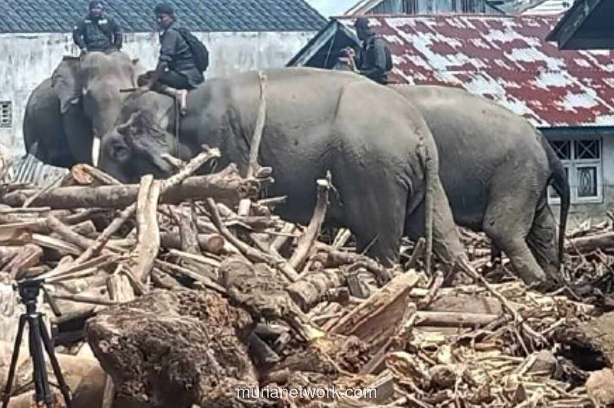 Belalai Penolong di Tengah Reruntuhan: Bantuan Gajah di Aceh Picu Polemik