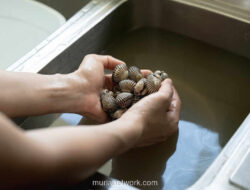 Trik Chef Angga: Kerang Bersih Maksimal Cuma 12 Menit