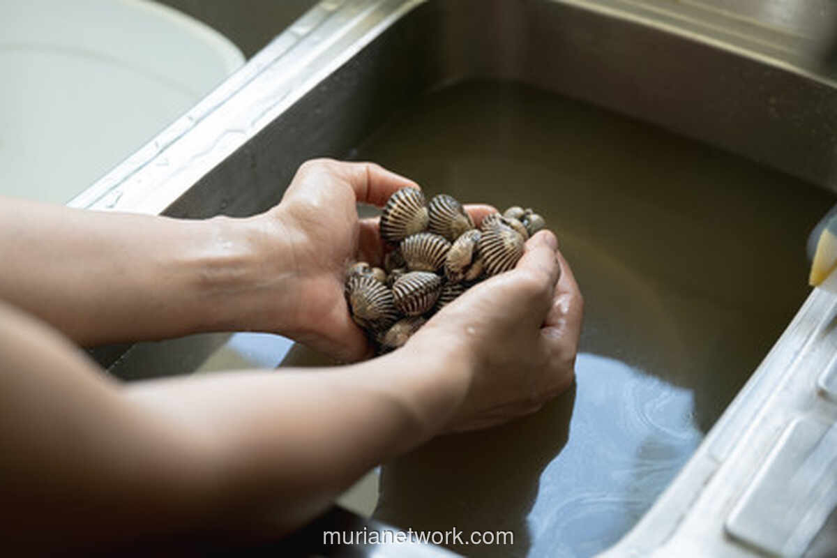 Trik Chef Angga: Kerang Bersih Maksimal Cuma 12 Menit