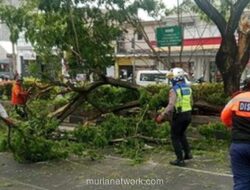 Pohon Tumbang Timpa Mobil di Margonda, Lalu Lintas Sempat Lumpuh