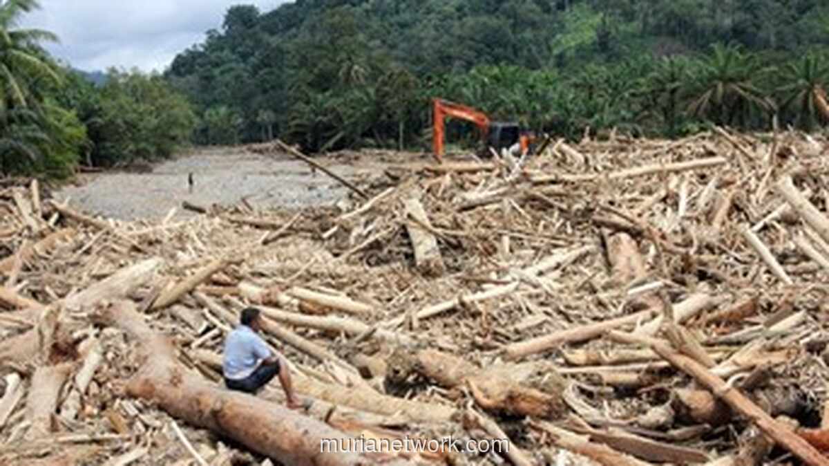 Gelondongan Kayu Berenang di Banjir Bandang, Kemenhut Soroti Dugaan Penebangan di Lahan APL