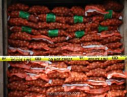 Bawang Belanda Ilegal di Surabaya Bawa Hama yang Ancam Lahan Pertanian
