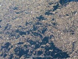 Misteri Gelondongan Kayu yang Terbawa Banjir Bandang Sumatera