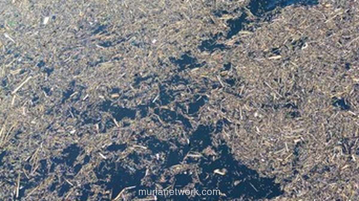 Misteri Gelondongan Kayu yang Terbawa Banjir Bandang Sumatera