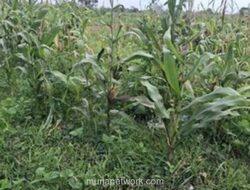 Lahan Kritis dan Hujan Deras Uji Ketahanan Program Jagung Polri di Banten