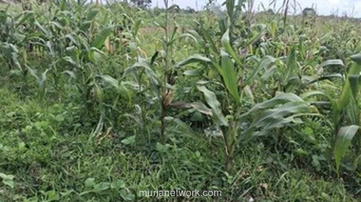 Lahan Kritis dan Hujan Deras Uji Ketahanan Program Jagung Polri di Banten