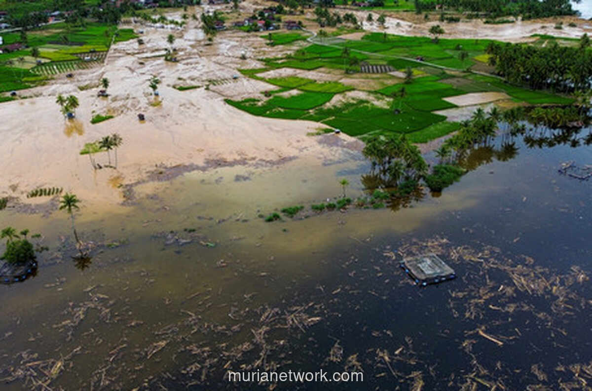 Menteri Lingkungan Hidup Buka Suara: 43 Ribu Hektar Hutan Sumatera Lenyap Picu Banjir Bandang