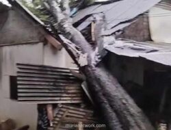 Angin Ganas di Pandeglang, Enam Rumah Rusak dan Pohon Petai Raksasa Tumbang