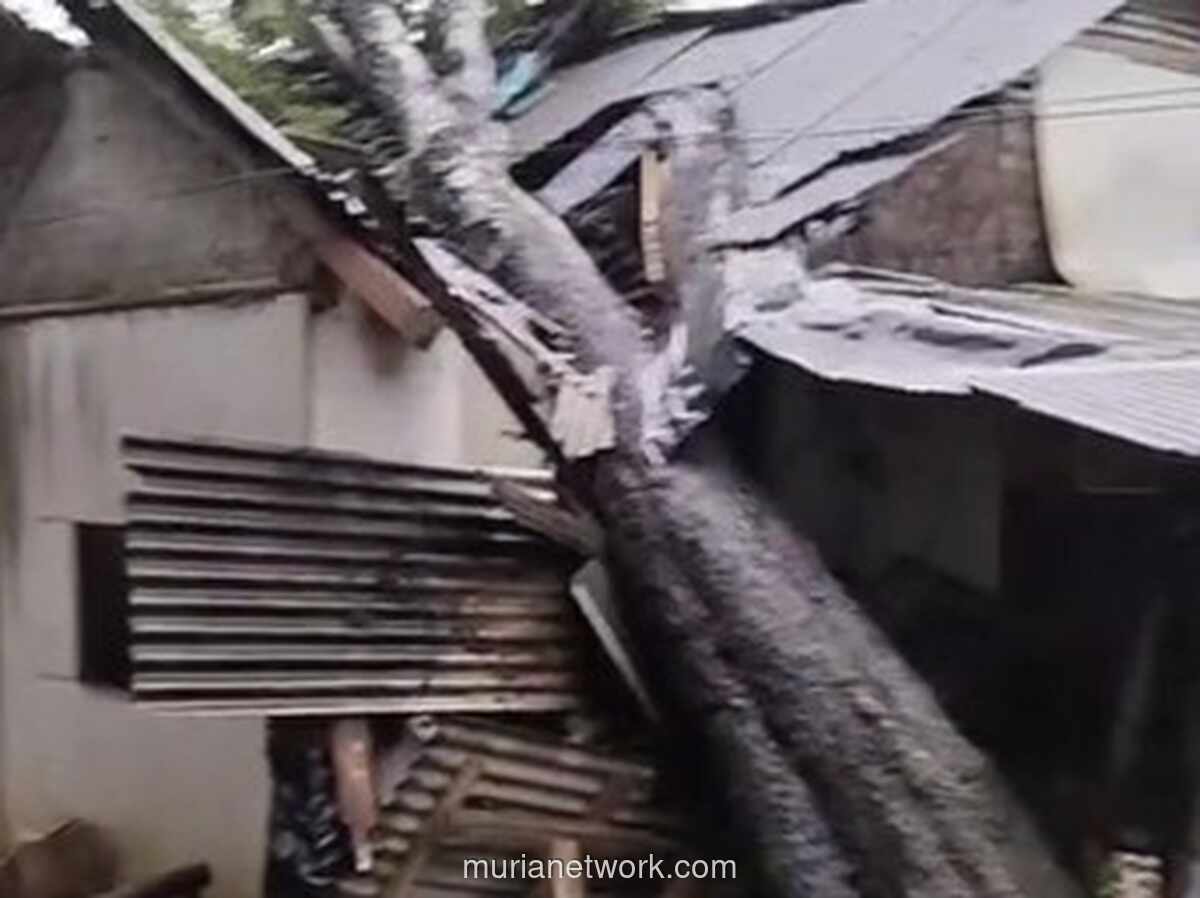 Angin Ganas di Pandeglang, Enam Rumah Rusak dan Pohon Petai Raksasa Tumbang