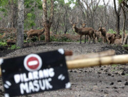 Kakek 71 Tahun Terancam Penjara Usai Keenam Kalinya Tangkap Burung Cendet di Baluran