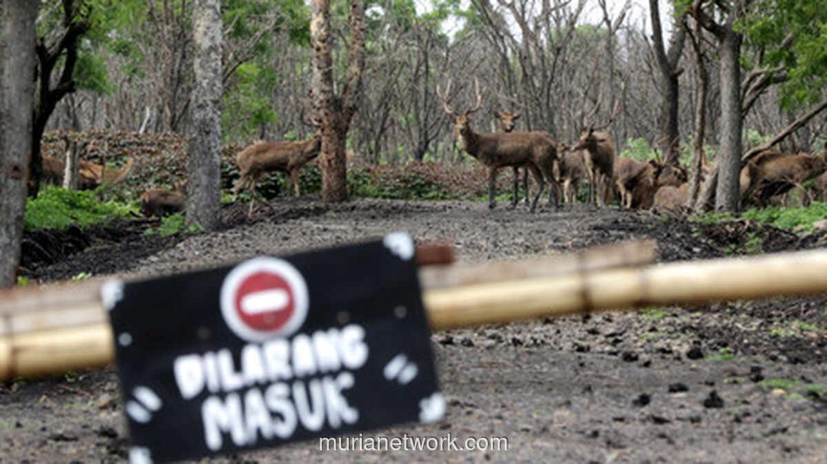 Kakek 71 Tahun Terancam Penjara Usai Keenam Kalinya Tangkap Burung Cendet di Baluran