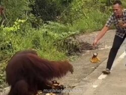 Orang Utan Turun ke Jalan di Kutim, BKSDA Buru Keberadaannya