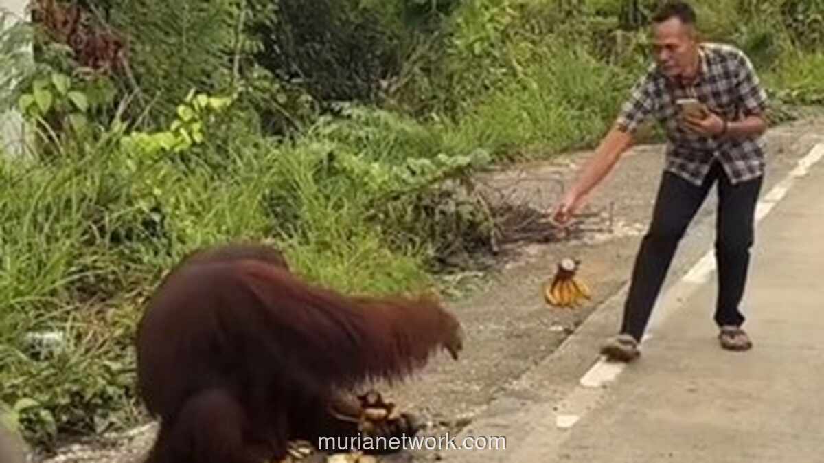 Orang Utan Turun ke Jalan di Kutim, BKSDA Buru Keberadaannya