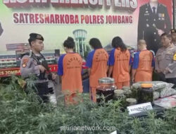 Pasutri Peneliti Ganja Ditangkap, Kebun Indoor Ditemukan di Kontrakan Jombang