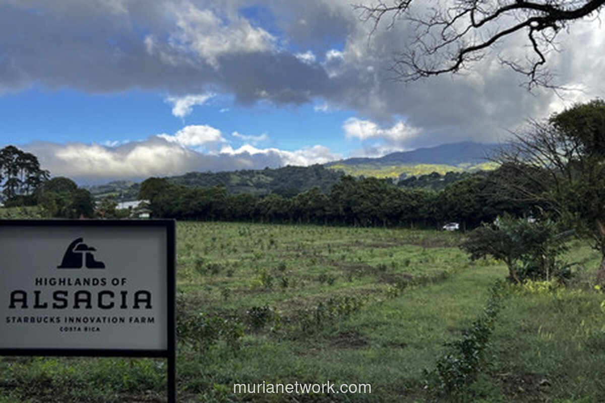Di Lereng Gunung Berapi Kosta Rika, Racikan Kopi Sumatra Menyapa dari Ujung Dunia