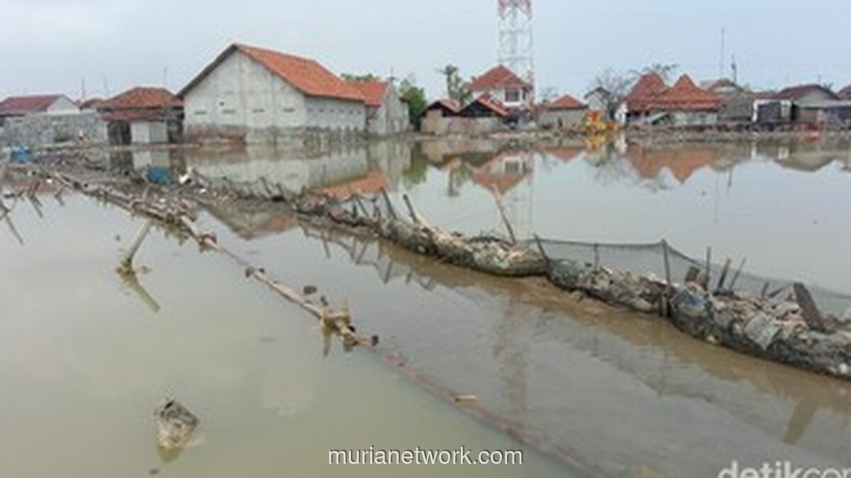 Banjir Rob Tak Kunjung Surut, Mitigasi Jadi Tumpuan Warga Pesisir