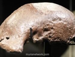 Setelah 130 Tahun, Fosil Manusia Jawa Akhirnya Kembali ke Tanah Air