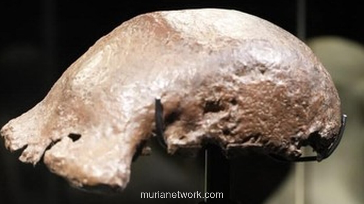 Setelah 130 Tahun, Fosil Manusia Jawa Akhirnya Kembali ke Tanah Air