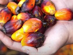 CPO Anjlok, Stok Sawit Malaysia Tembus Rekor Tertinggi