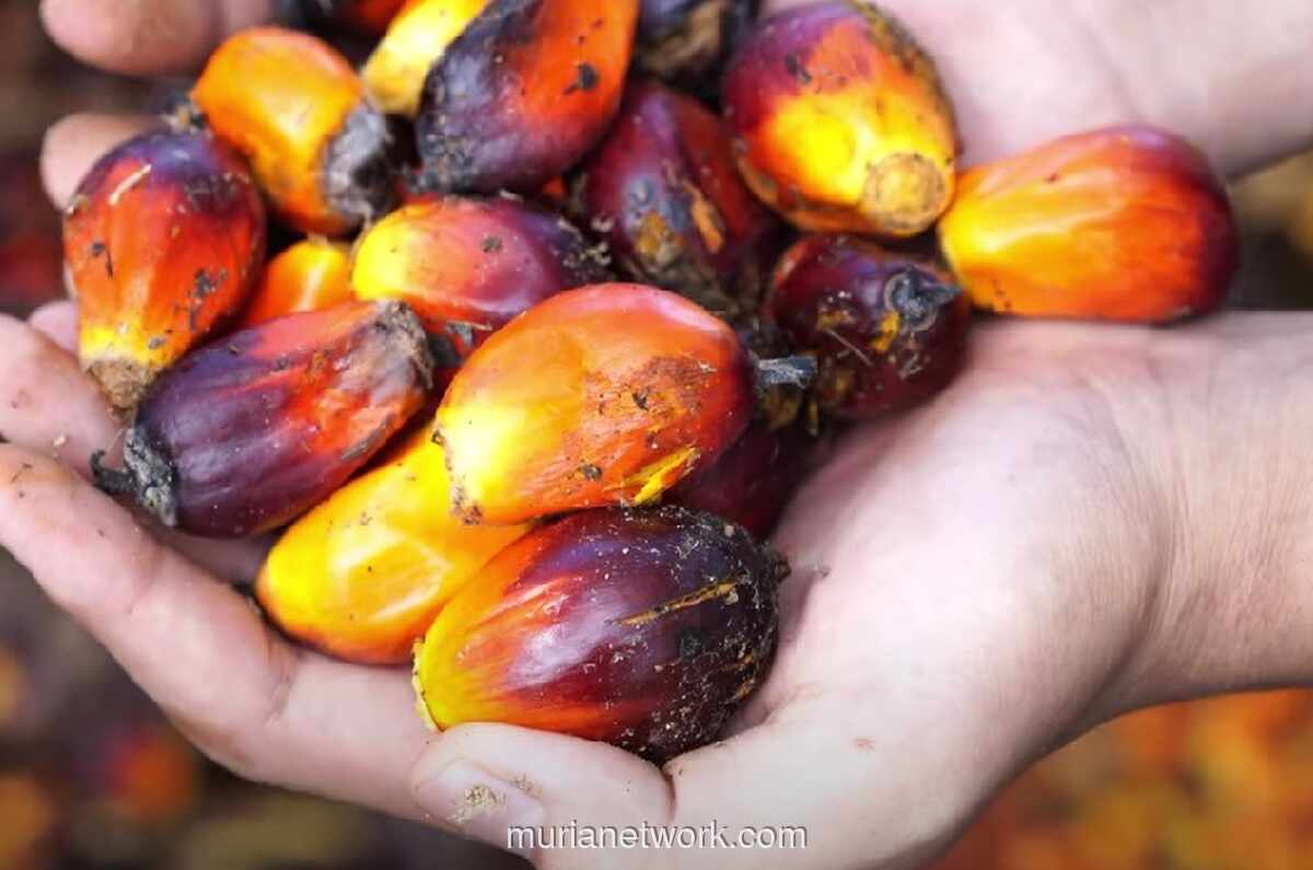 CPO Anjlok, Stok Sawit Malaysia Tembus Rekor Tertinggi