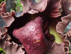 Bunga Bangkai Mekar Singkat di Gang Padat Pontianak