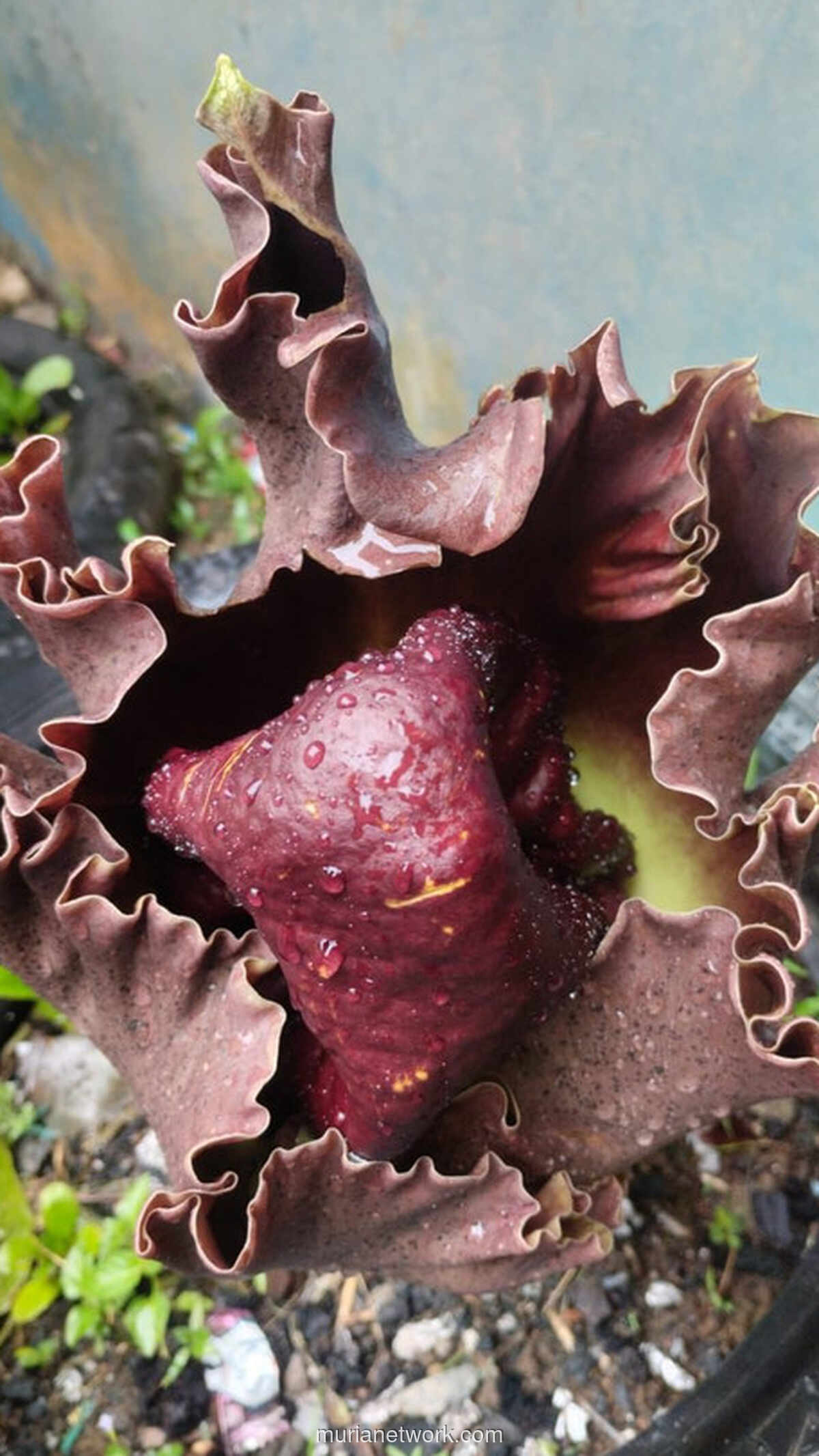 Bunga Bangkai Mekar Singkat di Gang Padat Pontianak