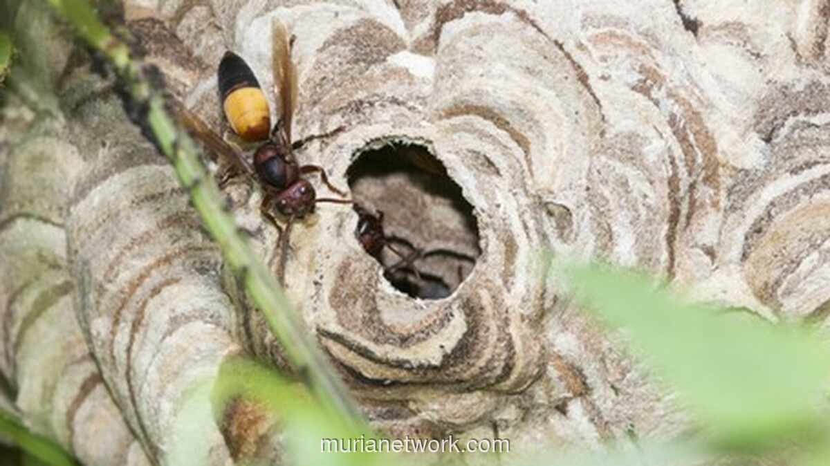 Ribuan Tawon Serbu Jembatan Cisomang, Lalu Lintas Tak Terganggu