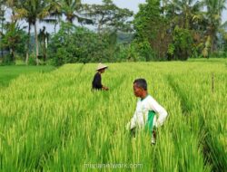 Didu Soroti Kemandirian Pangan: Kunci Kedaulatan atau Permainan Oligarki?