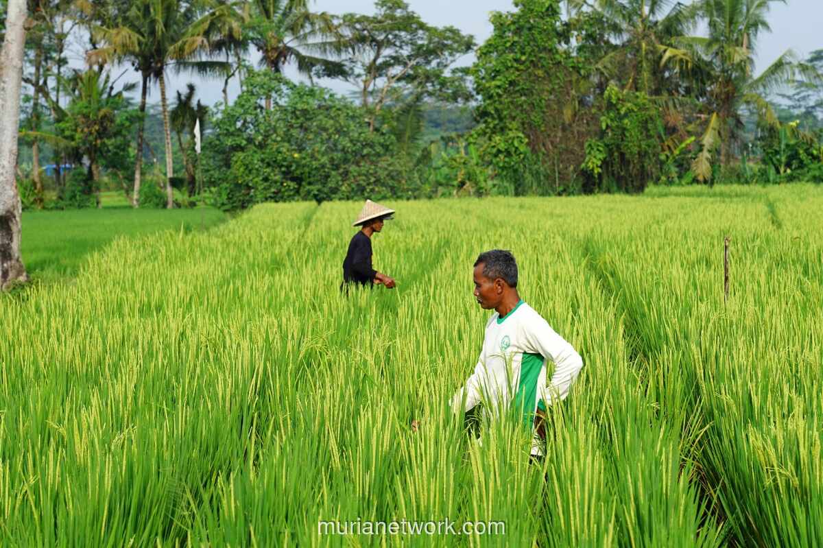 Didu Soroti Kemandirian Pangan: Kunci Kedaulatan atau Permainan Oligarki?