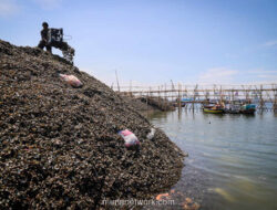 Gunungan Cangkang Kerang di Cilincing: Warisan Turun-Temurun yang Berbau Masalah