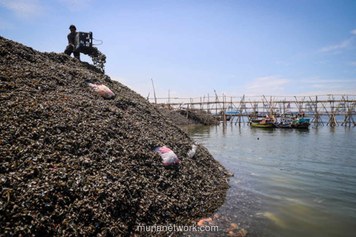 Gunungan Cangkang Kerang di Cilincing: Warisan Turun-Temurun yang Berbau Masalah