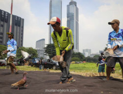 Sorak-Sorai Merpati di Tengah Beton: Kisah Pehobi Jakarta Bertahan di TPU Menteng Pulo