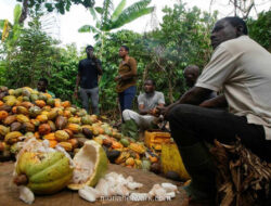 Harga Kakao Jatuh, Tapi Cokelat di Rak Masih Terasa Pahit