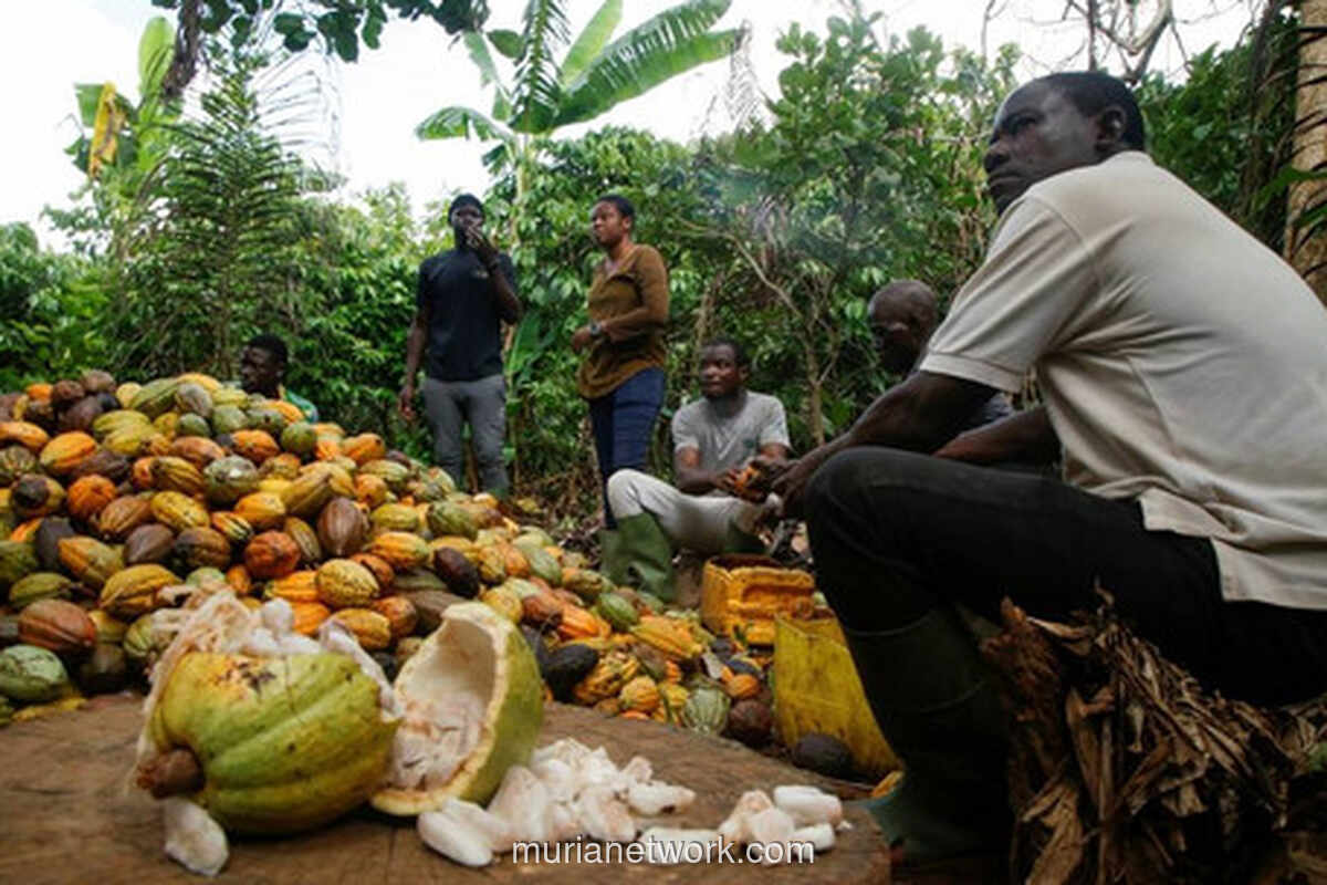 Harga Kakao Jatuh, Tapi Cokelat di Rak Masih Terasa Pahit