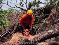 Dapur Ambruk Diterjang Pohon Tumbang di Cilegon