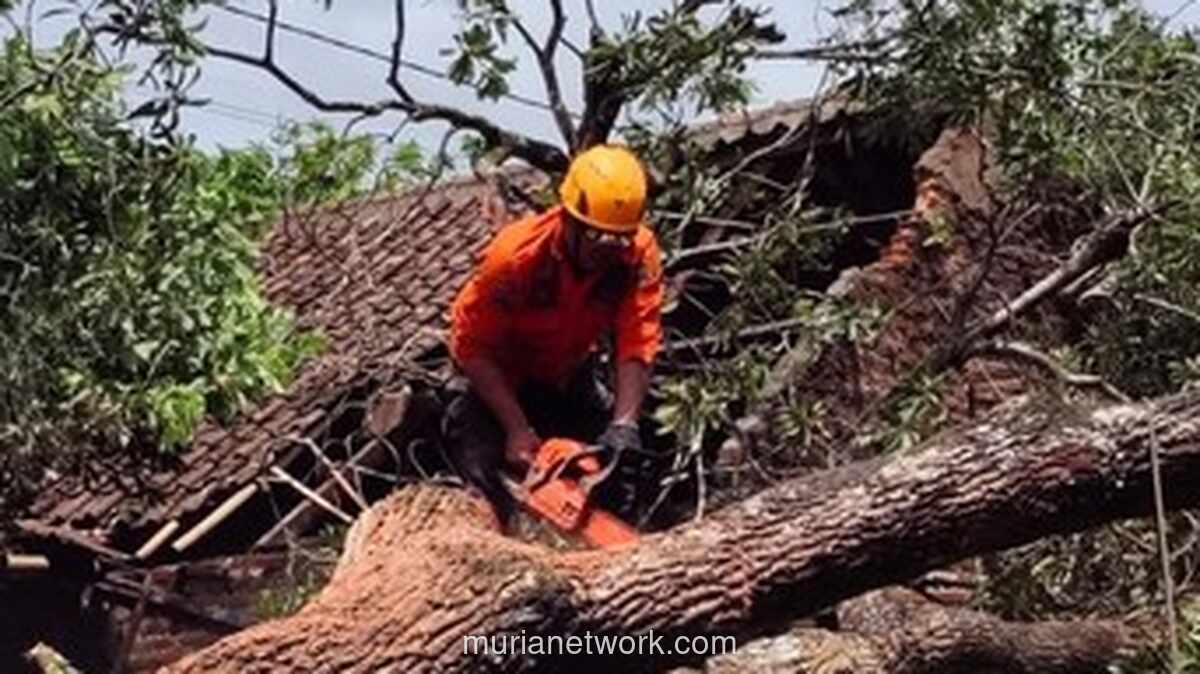Dapur Ambruk Diterjang Pohon Tumbang di Cilegon