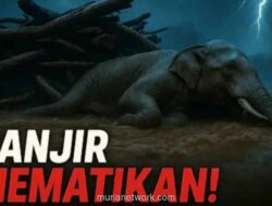 Gajah Sumatera Diusulkan Jadi Detektif Pembalak Liar