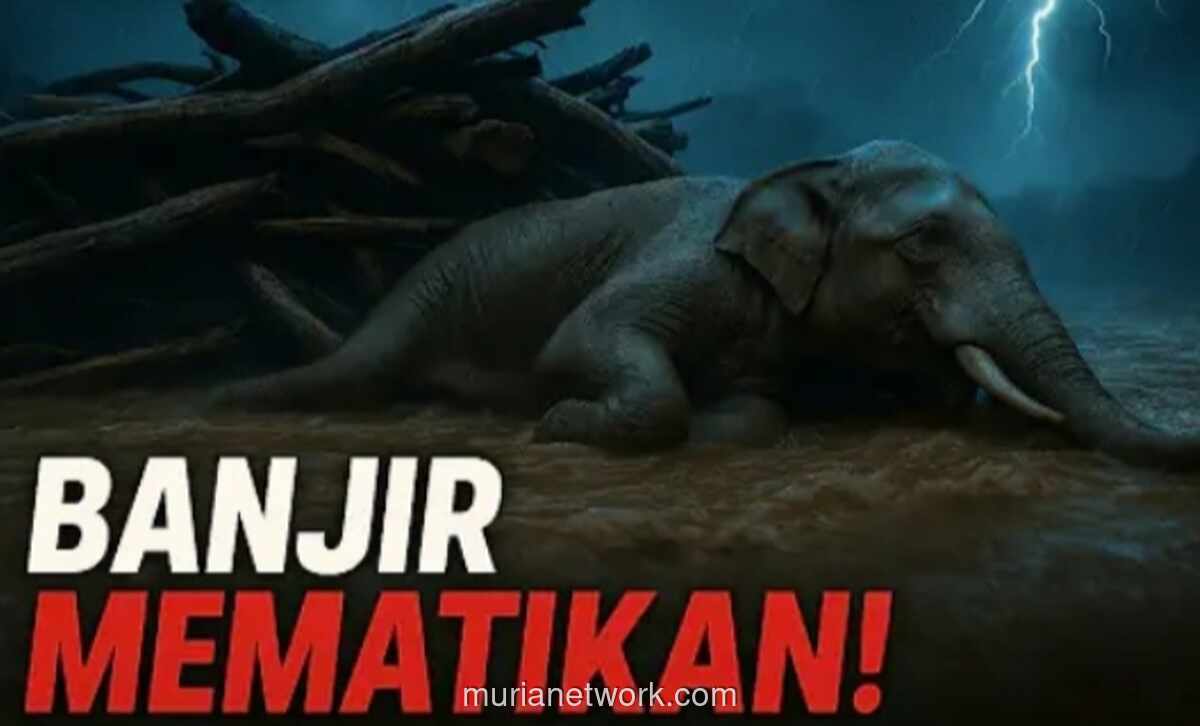 Gajah Sumatera Diusulkan Jadi Detektif Pembalak Liar