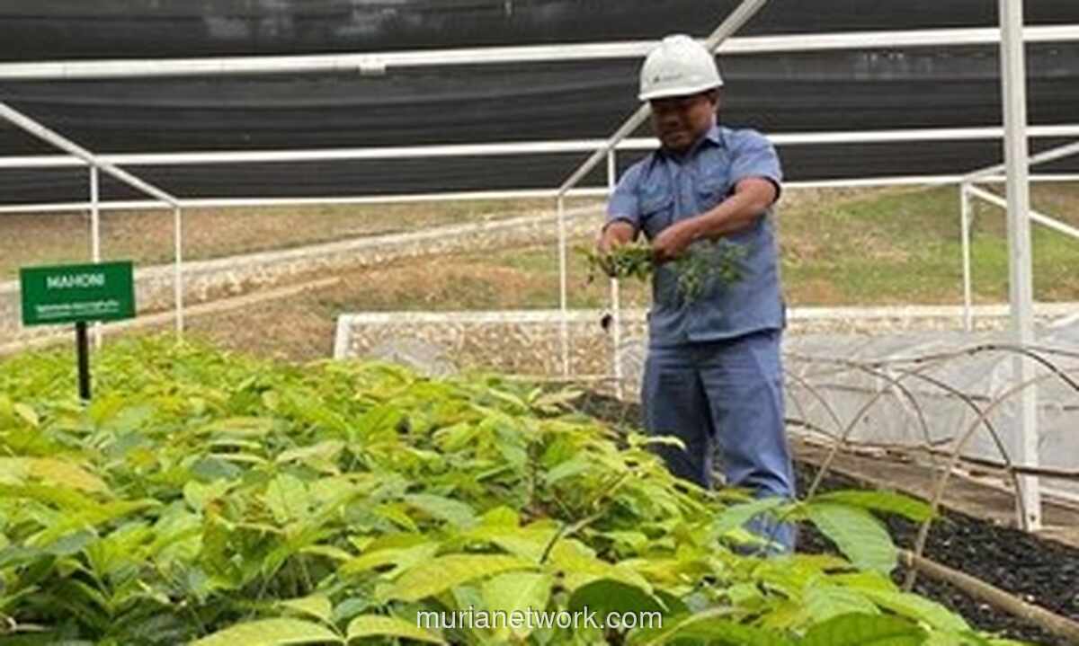 Banjir Bandang Sumut: Saat Alam Mengingatkan Kembali Kearifan Tano Ni Ompung