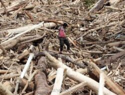 Gelondongan Kayu Banjir Aceh dan Sumut Jadi Sasaran Satgas Khusus