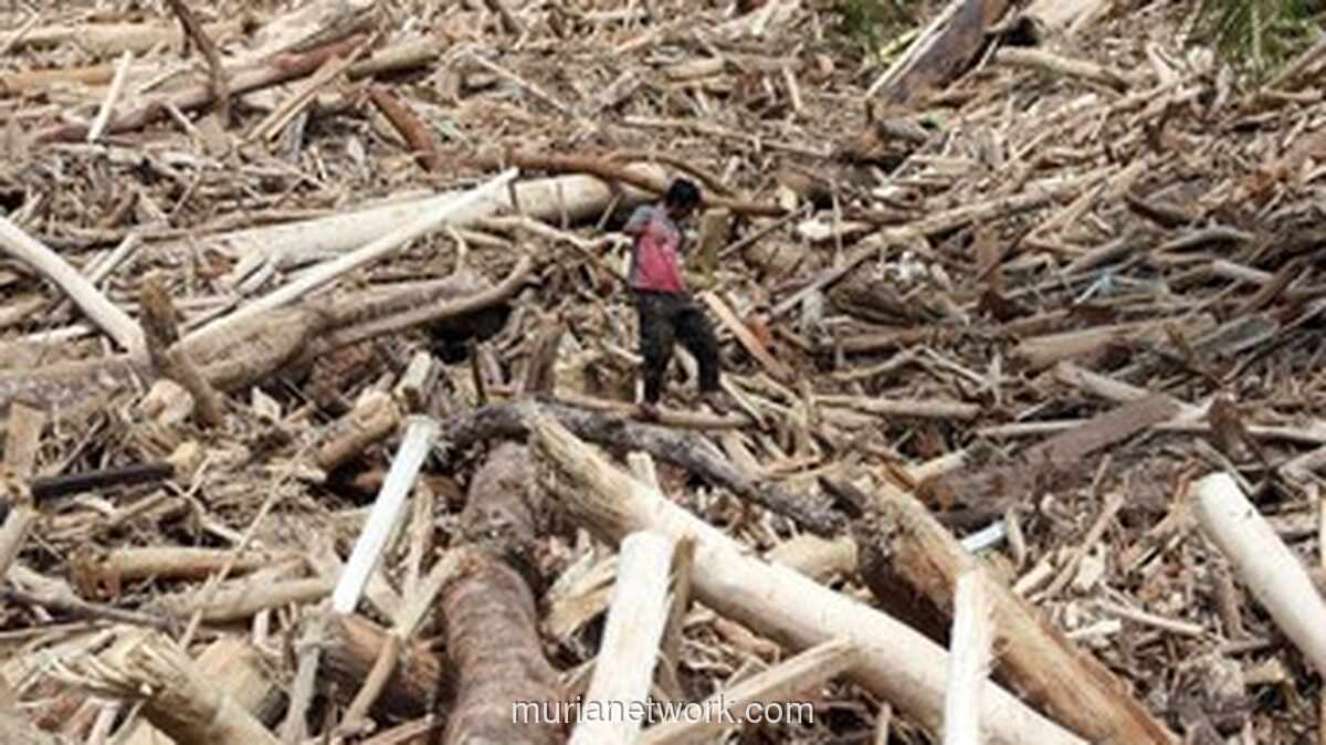 Gelondongan Kayu Banjir Aceh dan Sumut Jadi Sasaran Satgas Khusus