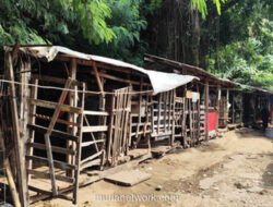 Kisah Para Kusir dan Kuda Pekerja di Kampung Delman Kemanggisan