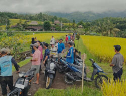 Seng dan Plastik Hitam Tutupi Sawah Jatiluwih, Protes Petani Usai Restoran Disegel