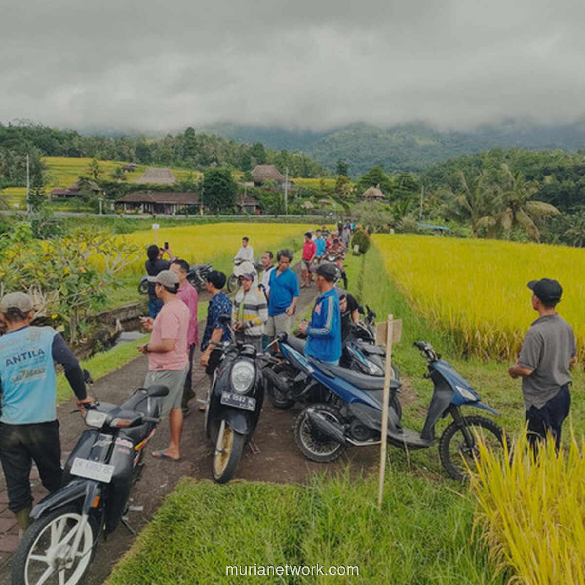 Seng dan Plastik Hitam Tutupi Sawah Jatiluwih, Protes Petani Usai Restoran Disegel
