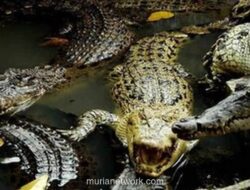 Israel Tembak Mati Ratusan Buaya di Tepi Barat, Dikhawatirkan Jadi Alat Sabotase