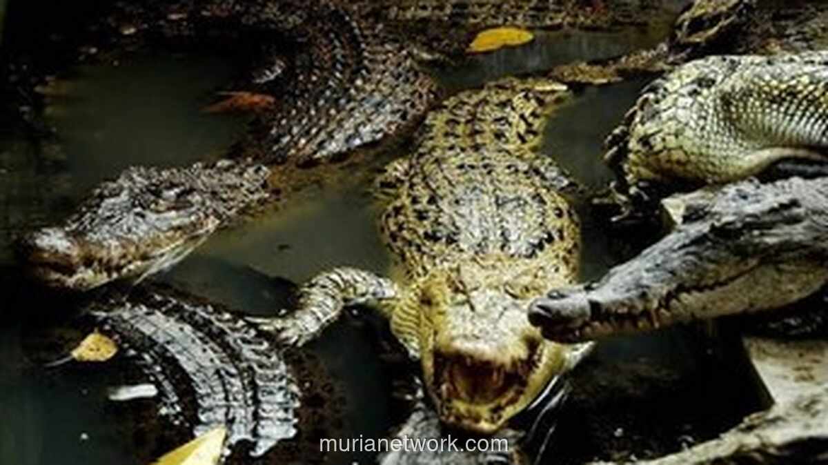 Israel Tembak Mati Ratusan Buaya di Tepi Barat, Dikhawatirkan Jadi Alat Sabotase