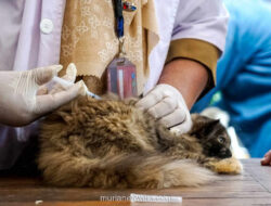 Pergub DKI Resmi Larang Konsumsi Anjing dan Kucing, Satpol PP Turun Tangan