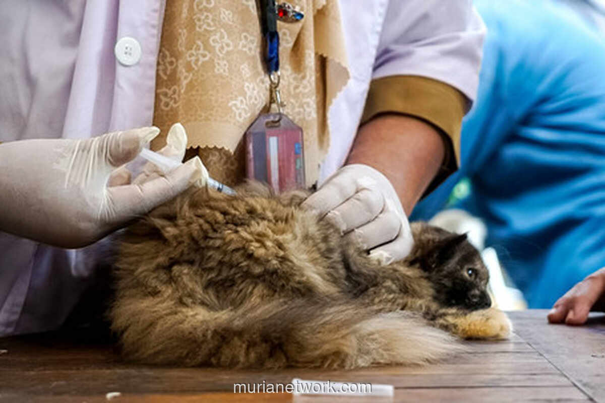 Pergub DKI Resmi Larang Konsumsi Anjing dan Kucing, Satpol PP Turun Tangan