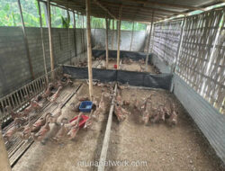 Dari Jualan 100 Butir ke Ribuan: Kisah Yayak dan Telur Asin yang Mengubah Nasib